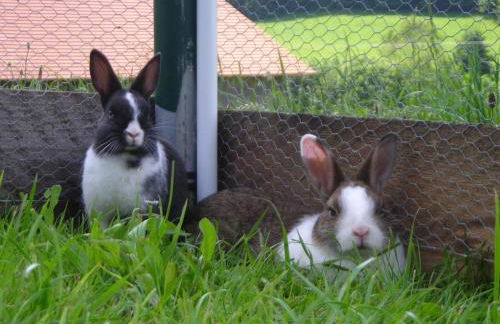 Ferienwohnung Lindenhof - Foto 30