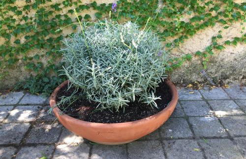 Old wine storehouse with terrace and garden - Foto 28