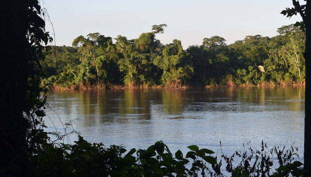 Vue sur la forêt amazonienne