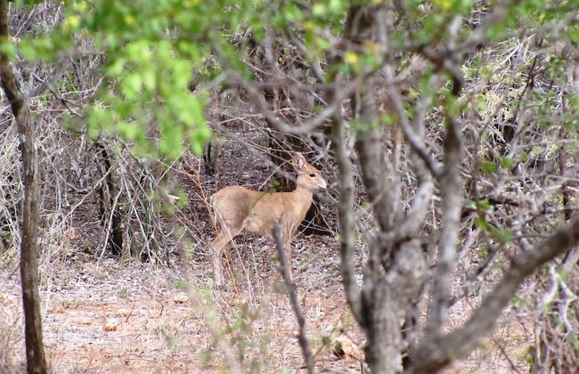 Umvangazi Rest - Enjoy a Relaxing, Rejuvenating and Peaceful Setting in the Bush - Foto 50