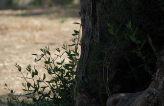 LIORIZA Country Houses - Foto 43