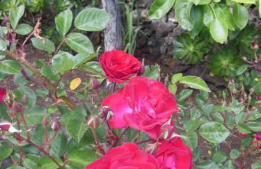 Casa Rural Aborigen Bimbache - Foto 54