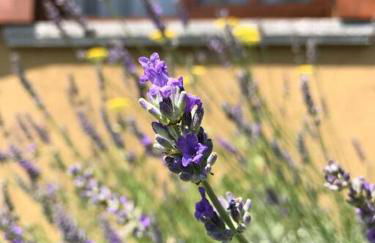 Casa privata con splendida vista lago "Il Gallicantus" - Foto 35