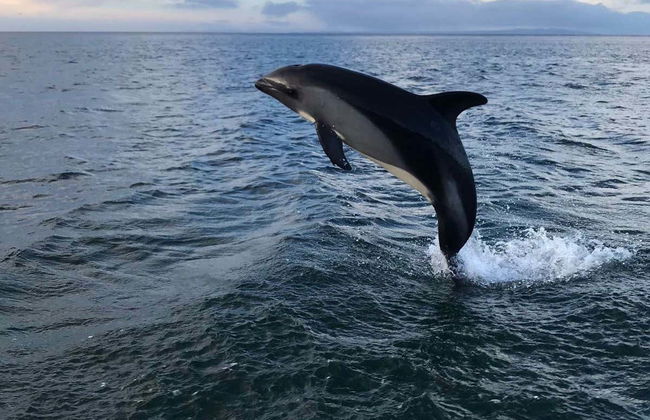 Avistamiento de delfines en el estrecho de Magallanes - Foto 1