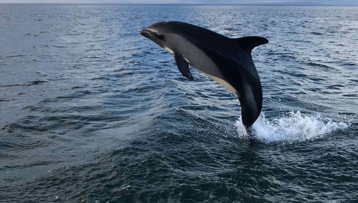 Strait of Magellan Dolphin Watching - Foto 1