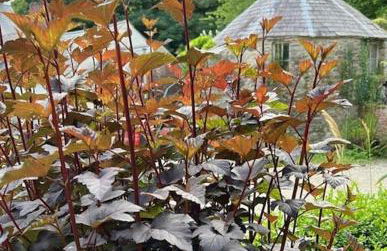 The Cottage, Walworth Demesne - Foto 39