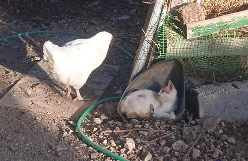 Το Μικρό Σπίτι στη Φάρμα! - Photo 14