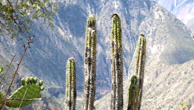 Vegetación en Huatuscalla