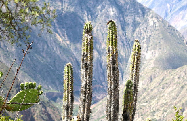 Escursione a Huatuscalla e Huanta - Foto 3