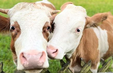 Bader Häusl - Chiemgau Karte - Foto 8