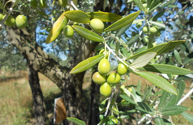 Agriturismo Bellosguardo - Apartament 45 Person - Foto 6
