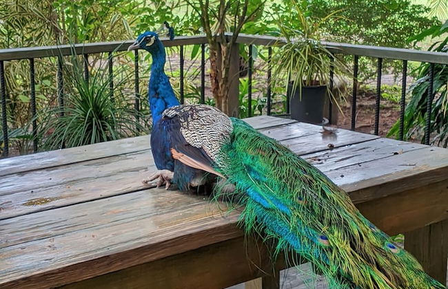 Quinta Pavo Real by Acomodo - Foto 26