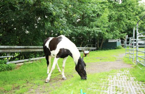 Ferienwohnung Ulrichstein/ Bobenhausen II - Foto 32