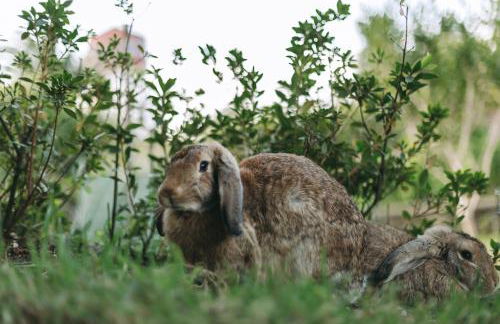 Moinho das Feteiras - Photo 56