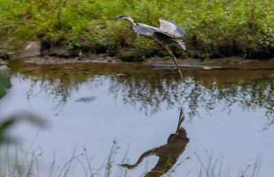 Waterfront Secluded Log Cabin - Foto 47