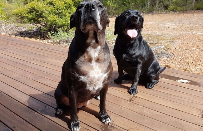 Jarrah Grove Forest Retreat - Adults Only - Foto 16