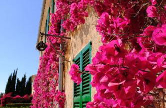 son capellot - Foto 36