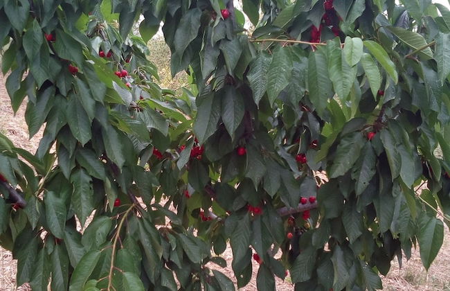 Agriturismo Al Poggetto - Foto 64