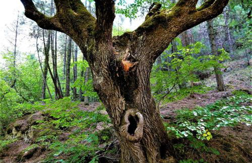 Alojamientos Carmen - Foto 22