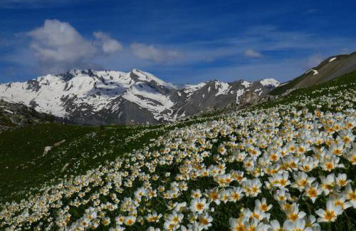 Pin e cele - Foto 23