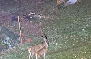 Petite Floria - Foto 18