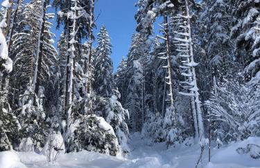 Schwarzwaldblick - Foto 7