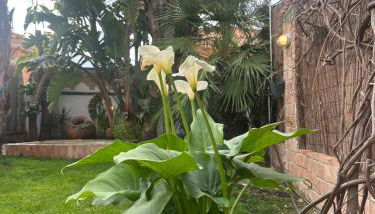 Dúplex con vistas panorámicas - Foto 3, Garden, Garden view