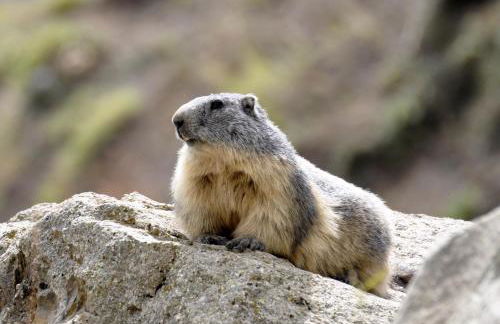 Chalets Shangrila - Foto 46