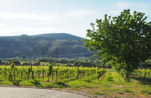Weingut & Gästehaus Andreas Erz - Foto 10