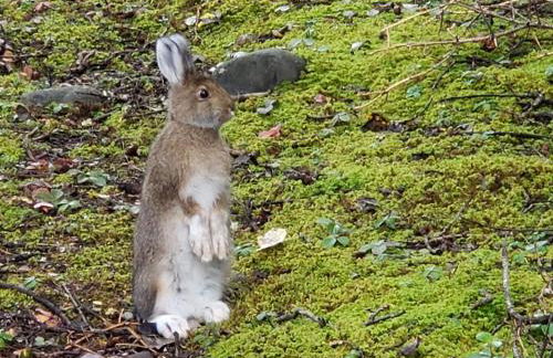 Denali Wild Stay - Moose Cabin, Free Wifi, 2 private bedrooms, sleep 6 - Photo 46