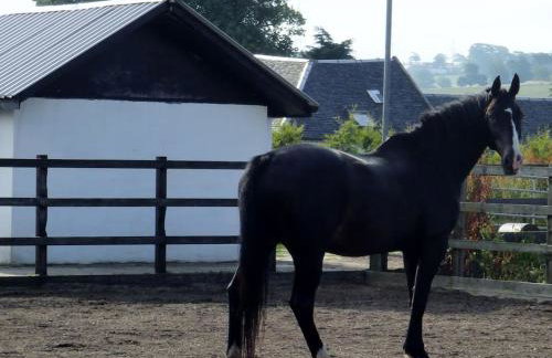 WestLaigh Central Scotland with outdoor BBQ Hut, pets welcome - Foto 12