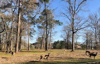 Beautiful nature lakeside 6 Rooms 8 Beds sleeps 16 - Foto 53