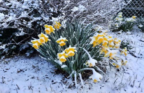 Friesenhaus Nahe Wattenmeer Welterbe - Foto 46