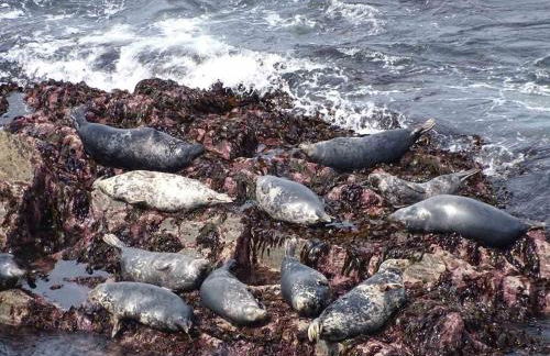 Long Linhay Mortehoe Woolacombe - Foto 25