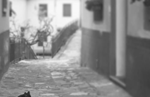 Il Gatto Nero - Foto 2