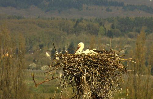 Ferienwohnung-Wiesbaden-Top3 - Foto 22