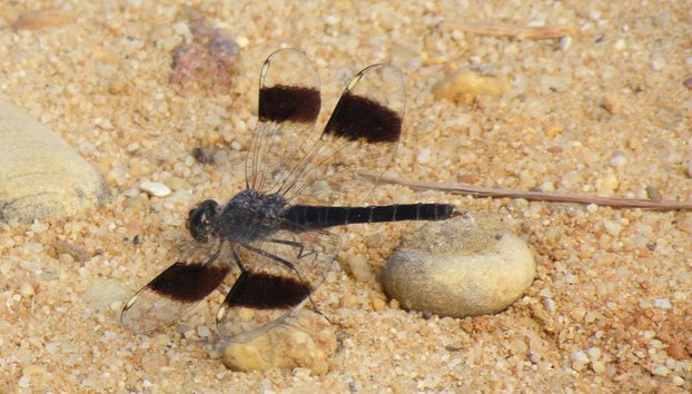 Medio día de observación de aves alrededor de Faro - Foto 5, Brachytemis impartita