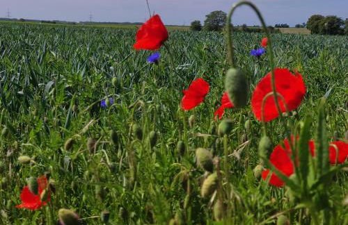 Storchennest mit eigenem Hof, Spielwiese und Terrasse - Foto 29