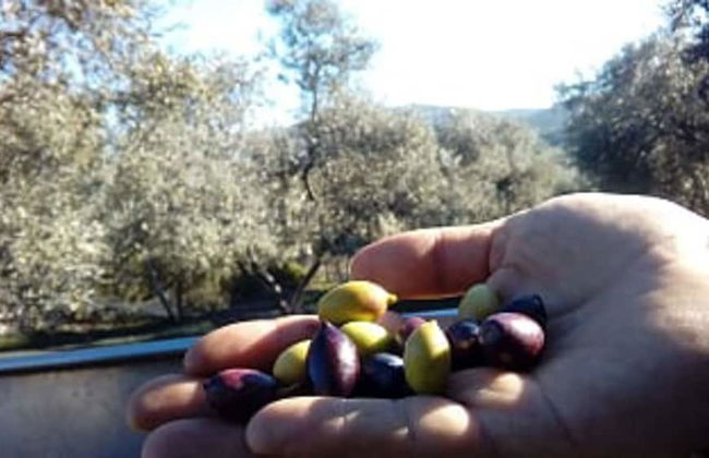 Villa Areti - A Cottage in Cretan Nature - Foto 26