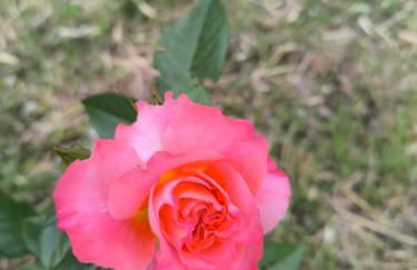 Les Jardins de Castelange - Foto 8