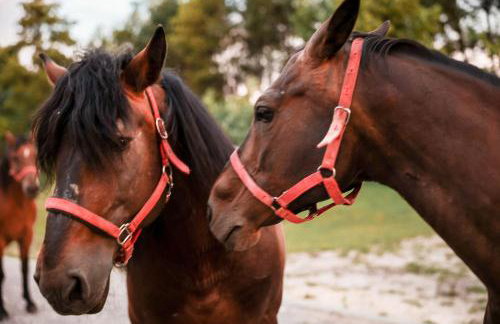 Gajówka Pilica 45A - Foto 10