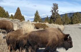 Bozeman Basecamp - Foto 20