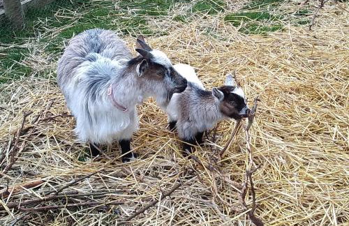 Wheat Cottage - 5* Cyfie Farm with private covered hot tub - Foto 17