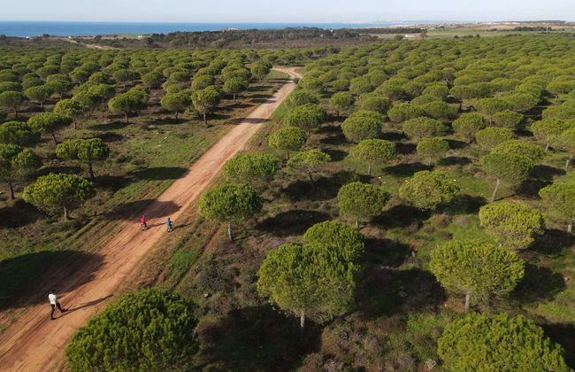 Casa Trivetia - Alentejo - Foto 47