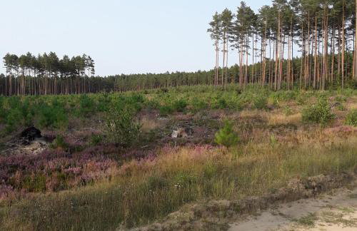 Ośrodek Wypoczynkowy Jaszczurka - Foto 47