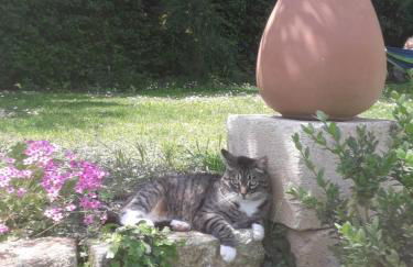 Mas" La Maison de mon Père " Proche AVIGNON à PUJAUT - Photo 8