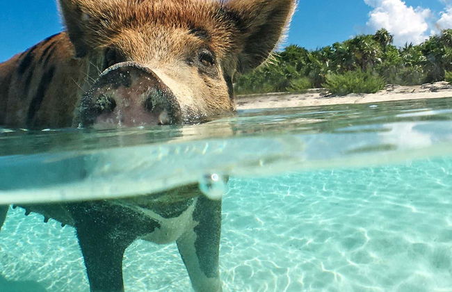 Excursión a la Isla de los Cerdos en avioneta - Foto 1