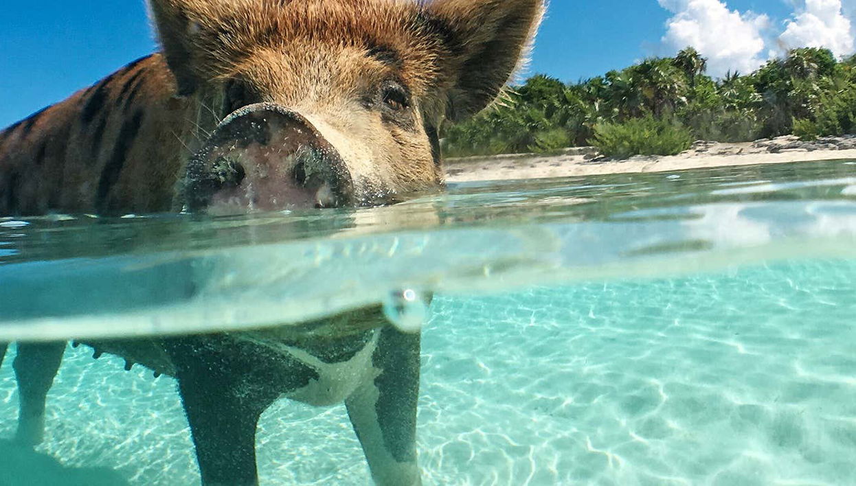 Excursión a la Isla de los Cerdos en avioneta
