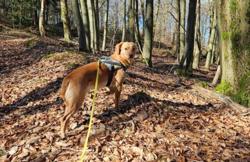 Apartment Sander by Interhome - Foto 13