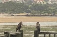 Cabaña de ensueño en el bosque y junto al mar - Foto 57